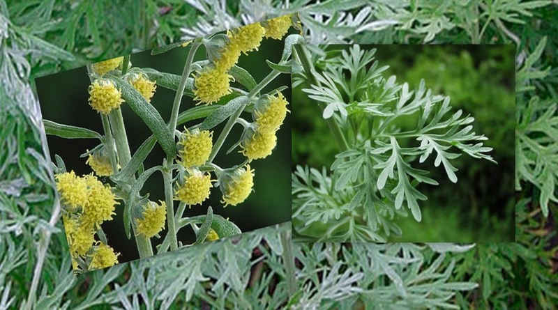 PELIN DIVLJI, Divlji pelin, crni pelin, komonika, metljika, Artemisia vulgaris L.