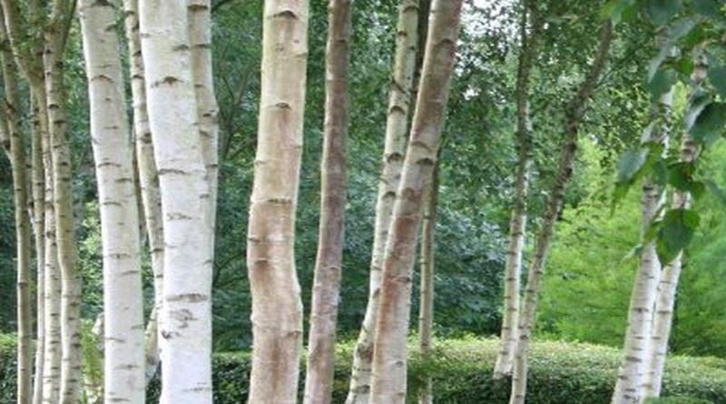 bijela breza