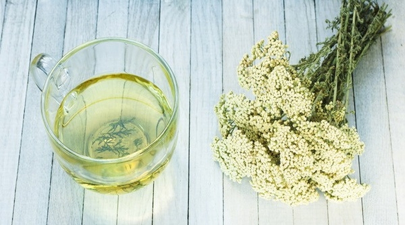 stolisnik kunica hajdučka trava