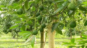 avokado