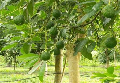 avokado