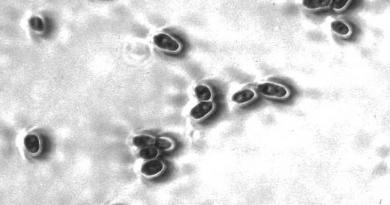 candida