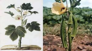 BAMIJA, gombo, gumbo, grčki rog, Hibiscus esclentus L.