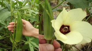 BAMIJA, gombo, gumbo, grčki rog, Hibiscus esclentus L.