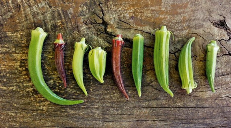 BAMIJA, gombo, gumbo, grčki rog, Hibiscus esclentus L.