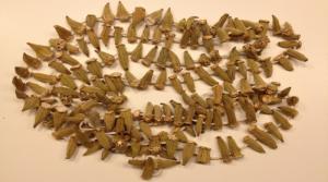 BAMIJA, gombo, gumbo, grčki rog, Hibiscus esclentus L.