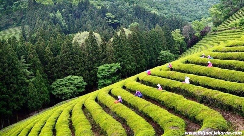 ZELENI ČAJ - KAMELIJA, Indijski čaj, kineski čaj, cejlonski čaj, javanski čaj, crni čaj, ruski, karavanski čaj, Camellia sinensis