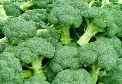 BROKULA,Kaulin, kavolin, Brassica oleracea var.botrytis