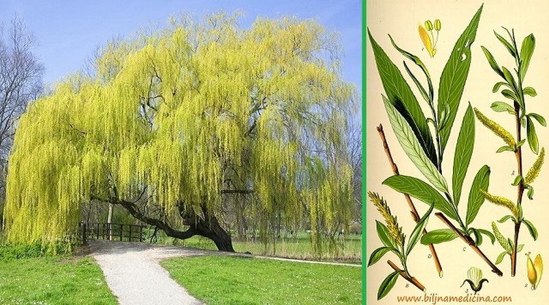 VRBA BIJELA, Cortex Salicis, Salix alba