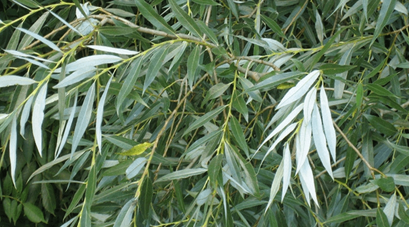 VRBA BIJELA, Cortex Salicis, Salix alba