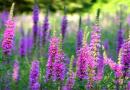 VRBICA, vrbica crvena, vrbica močvarna, vrbičica, potočnjak, Lythrum salicaria
