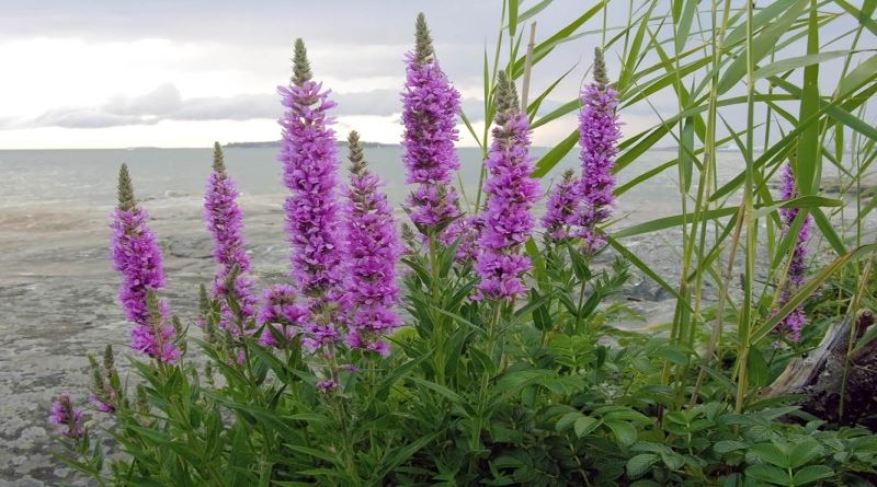 VRBICA, vrbica crvena, vrbica močvarna, vrbičica, potočnjak, Lythrum salicaria