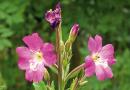 VRBOVICA, Epilobium pariflorum-montanum L., Epilobii herba, planinska vrbovica, svilovina, šumska vrbovica, Broad-leaved Willowherb