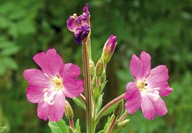 VRBOVICA, Epilobium pariflorum-montanum L., Epilobii herba, planinska vrbovica, svilovina, šumska vrbovica, Broad-leaved Willowherb
