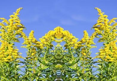 ZLATNICA, Solidago virga-aurea L., Herba et radix Sarraceniae, čelebi grana, štapika, Golden Rod, Echte Goldrute, Verge d´or, navadna zlatna rozga, Verge d´oro