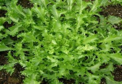 Cikorija, salata, vrtna žutenica, zimska salata, ENDIVIJA, Cichorium endivia