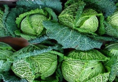 kelj, briselski kupus, broskva, glavati kelj, kelj pupčar, lisni bezglavi kelj