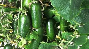 krastavac, Kukumar, murka, vugorek, ugorek