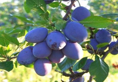ŠLJIVA, Prunus domestica L., Fructus Pruni-Pulpa Prunorum, Bistrica, modrica, modra šljiva, sliva, Plum