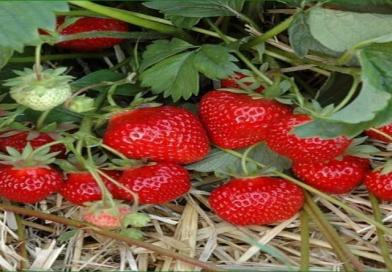 jagode