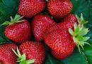 jagode