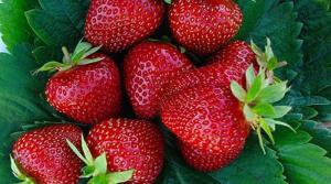 jagode