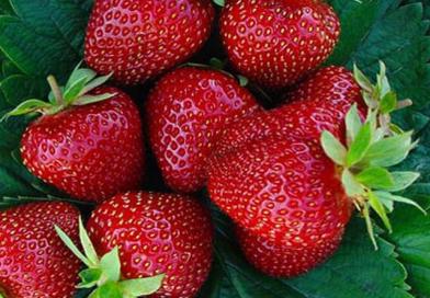jagode