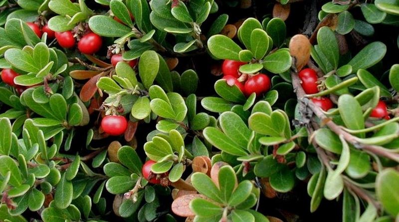 MEDVJEĐE GROŽĐE, Medvjetka, medvedka, medvjeđe uho, planika, planika crvena, Arctostaphylos uva ursi L.