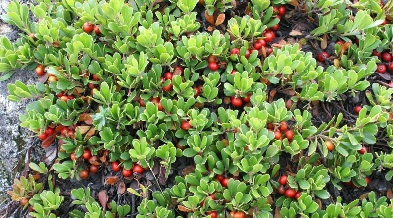 MEDVJEĐE GROŽĐE, Medvjetka, medvedka, medvjeđe uho, planika, planika crvena, Arctostaphylos uva ursi L.