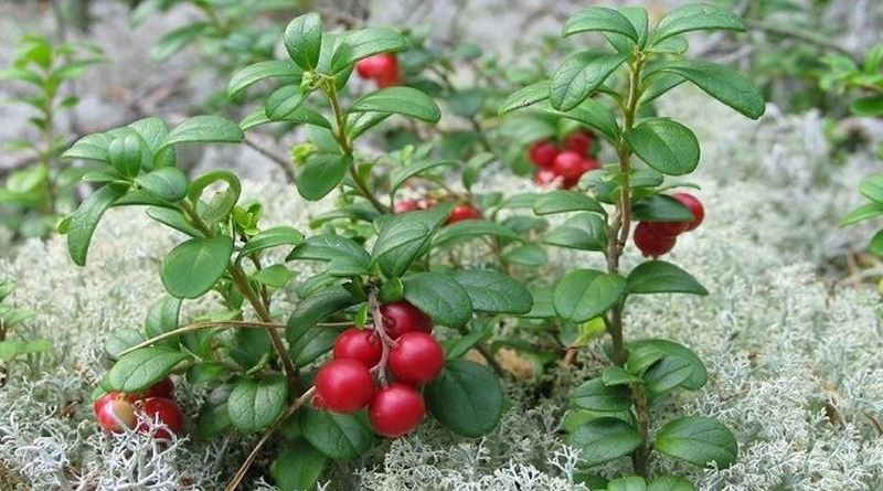 MEDVJEĐE GROŽĐE, Medvjetka, medvedka, medvjeđe uho, planika, planika crvena, Arctostaphylos uva ursi L.
