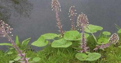 REPUH,Crveni repuh, lopuh, običan lopuh, repušina, Petasites hybridus L