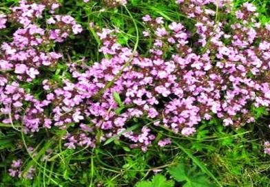 majčina dušica