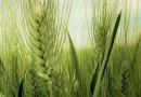 PŠENICA