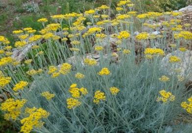 SMILJE, Helichrysum italicum, arenarium, Flos Helichrysi, Žuto smilje, cmilje, marjetica