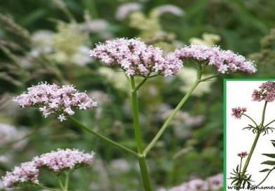 VALERIJANA, baldrijan, mačja trava, macina trava, odoljen, Valeriana officinalis