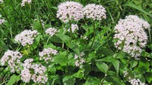VALERIJANA, baldrijan, mačja trava, macina trava, odoljen, Valeriana officinalis