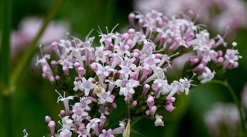 VALERIJANA, baldrijan, mačja trava, macina trava, odoljen, Valeriana officinalis