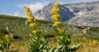 LINCURA gentiana lut