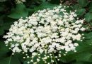 BAZGA, Bazak, bazgovina, crna bazga, zova, zovika, Sambucus nigra
