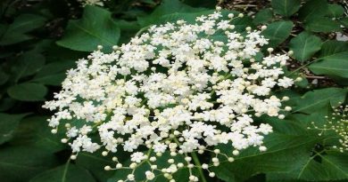 BAZGA, Bazak, bazgovina, crna bazga, zova, zovika, Sambucus nigra