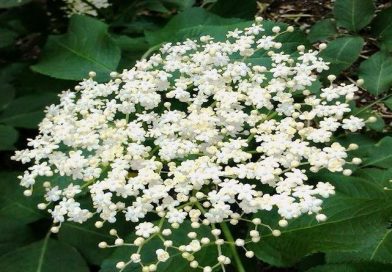 BAZGA, Bazak, bazgovina, crna bazga, zova, zovika, Sambucus nigra