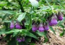 GAVEZ, Crni gavez, veliki gavez, volovski jezik, Symphytum officinale