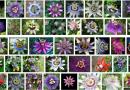 pasiflora