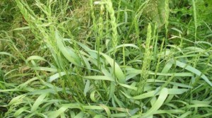PIRIKA PUZAVA, Pirevina, pirovina, pirika, troskot, Agropyrum repens L. Sin. Elymus repens, Elytrigia repens