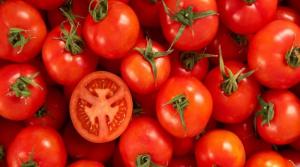 RAJČICA, Crveni patlidžan, paradajz, pomidor, tomat, tomato, Solanum liycopersicum