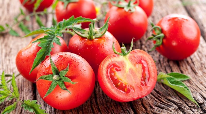 RAJČICA, Crveni patlidžan, paradajz, pomidor, tomat, tomato, Solanum liycopersicum