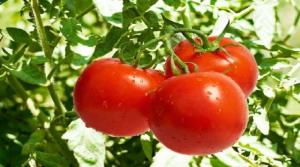 RAJČICA, Crveni patlidžan, paradajz, pomidor, tomat, tomato, Solanum liycopersicum