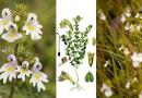 VIDICA, Euphrasia officinalis L., Herba Euphrasiae, Očanica, oči matere božje, roža Sv.Lucije, vidova trava, vidac, Eyebright