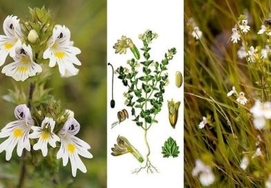 VIDICA, Euphrasia officinalis L., Herba Euphrasiae, Očanica, oči matere božje, roža Sv.Lucije, vidova trava, vidac, Eyebright