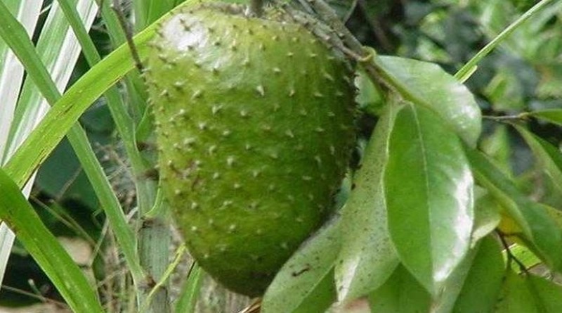 graviola plod